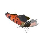 FASCINATIONS-Mariposa-Eastern-Comma-600-10264