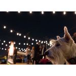 ENBRIGHTEN-Juego-de-luces-led-decorativo-de-alta-resistencia-para-interiores-y-exteriores-610-3649