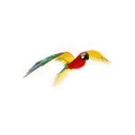 FASCINATIONS-Guacamayo-600-10532