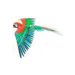 FASCINATIONS-Guacamayo-600-10532
