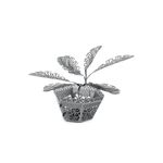 FASCINATIONS-Arbol-de-palma-de-sago-600-10263