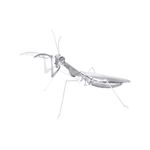 FASCINATIONS-Mantis-religiosa-600-10073